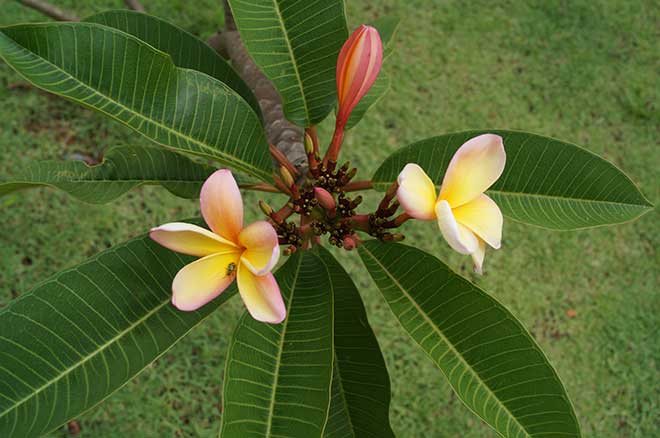 Lilium brownii semente Lilium brownii semente