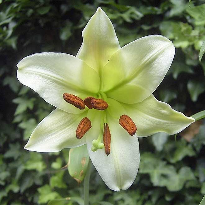Lilium brownii Lilium brownii