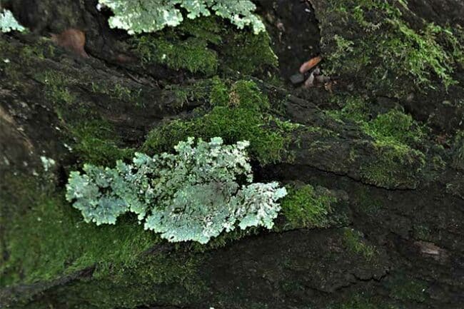 Liquens 5