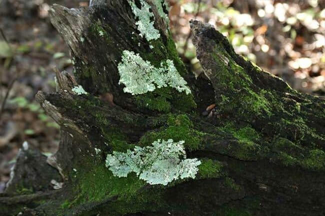 Liquens em madeira 4