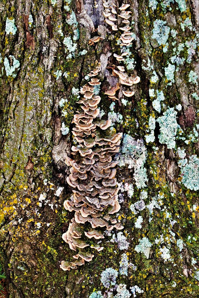 Liquens nas arvores