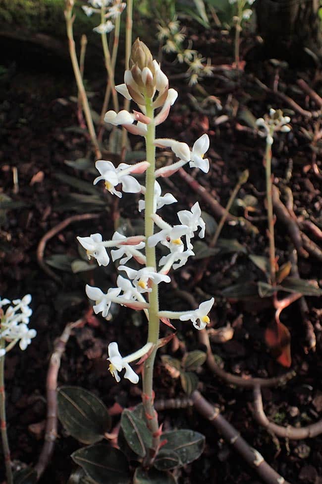 Ludisia discolor flor