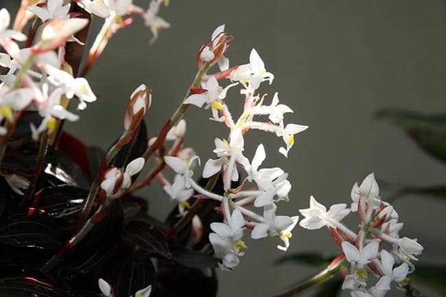 Ludisia discolor flores