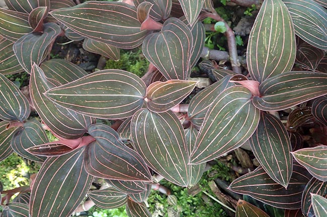 Ludisia discolor folha