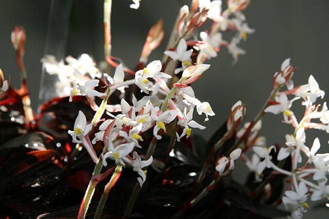 Ludisia discolor folhas