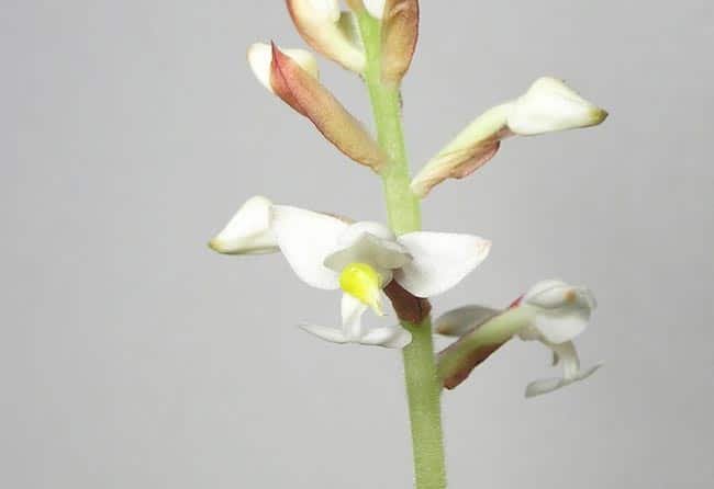 Ludisia discolor foto