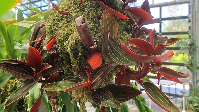 Ludisia discolor jardim