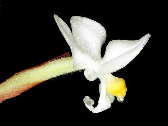 Ludisia discolor petala