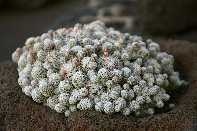 Mammillaria vetula folhas