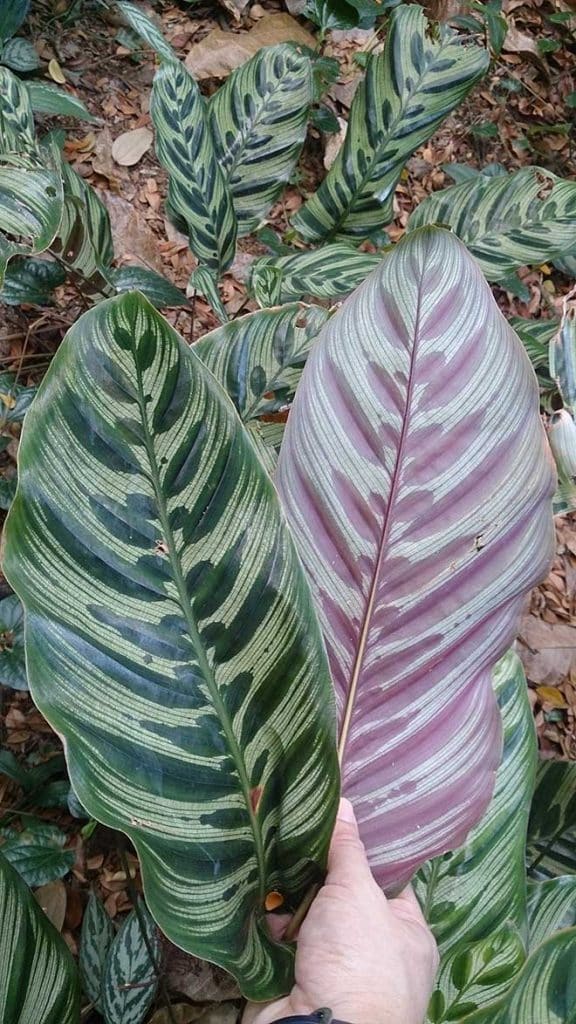 Maranta Pavao folha