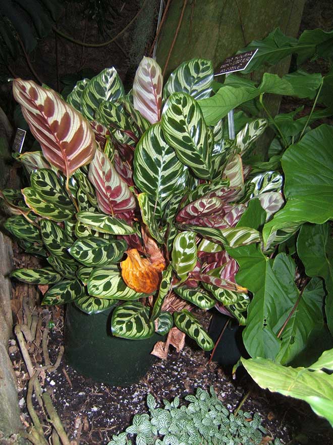 Maranta Pavao