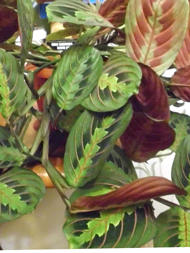 Maranta Pena de Pavao folha