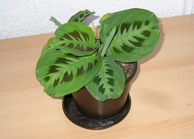 Maranta Pena de Pavao folhas