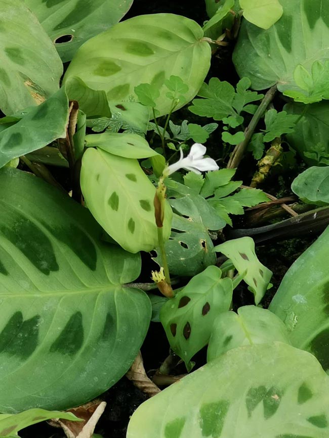 Maranta Pena de Pavao jardim