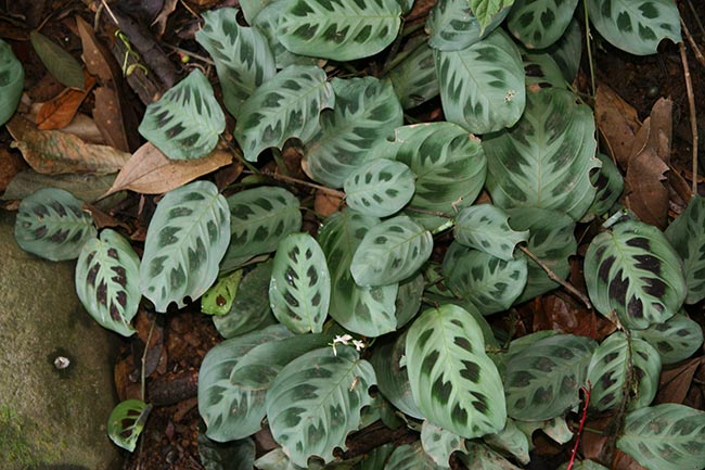 Maranta Pena de Pavao