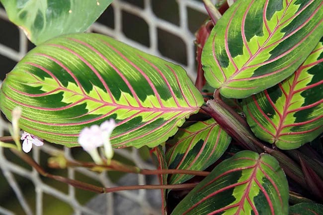 Maranta leuconeura folha