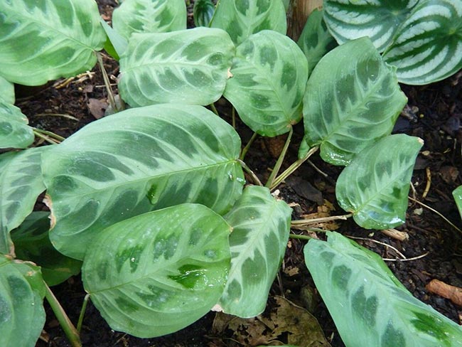 Maranta leuconeura folhas