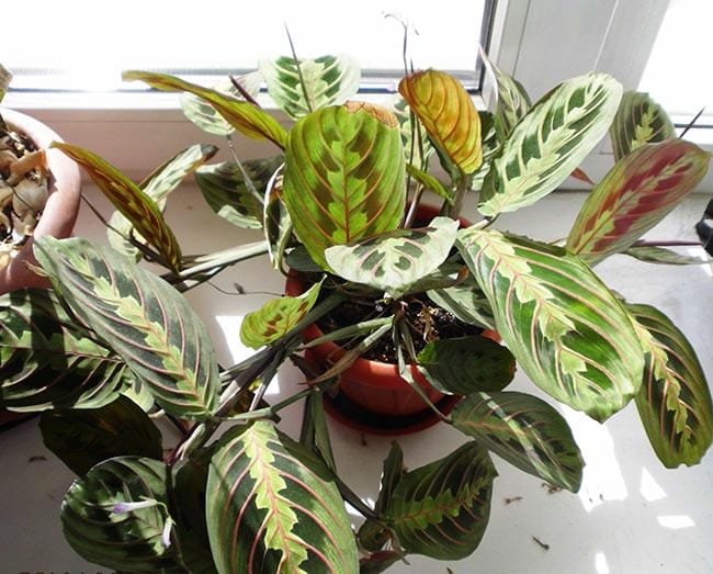 Maranta leuconeura jardim