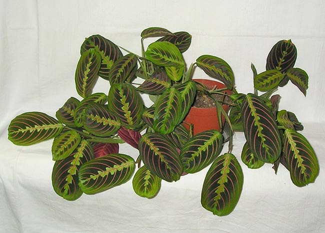 Maranta leuconeura jardins
