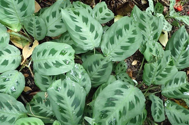 Maranta leuconeura planta