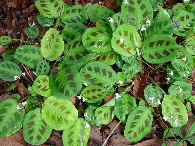 Maranta leuconeura