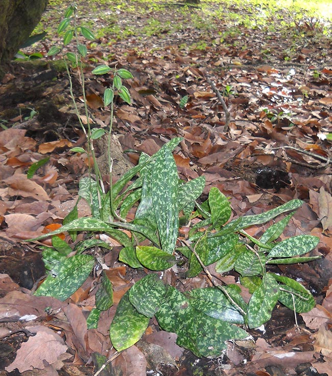 Oeceoclades maculata folhas