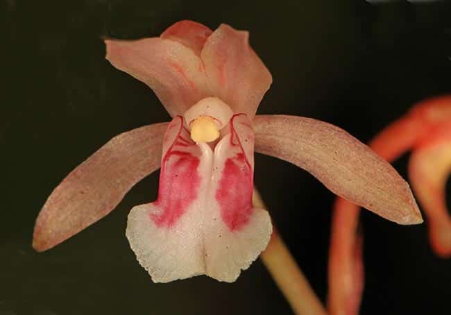 Oeceoclades maculata jardins
