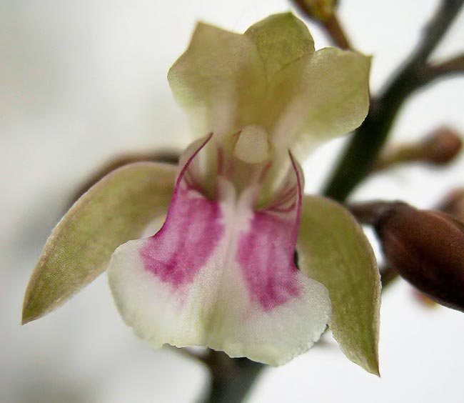 Oeceoclades maculata petala