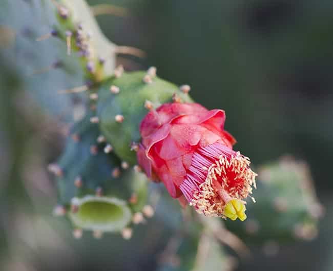Opuntia cochenillifera espinho
