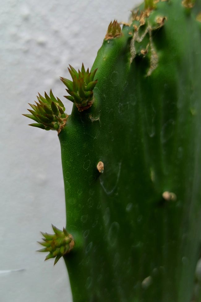 Opuntia cochenillifera espinhos