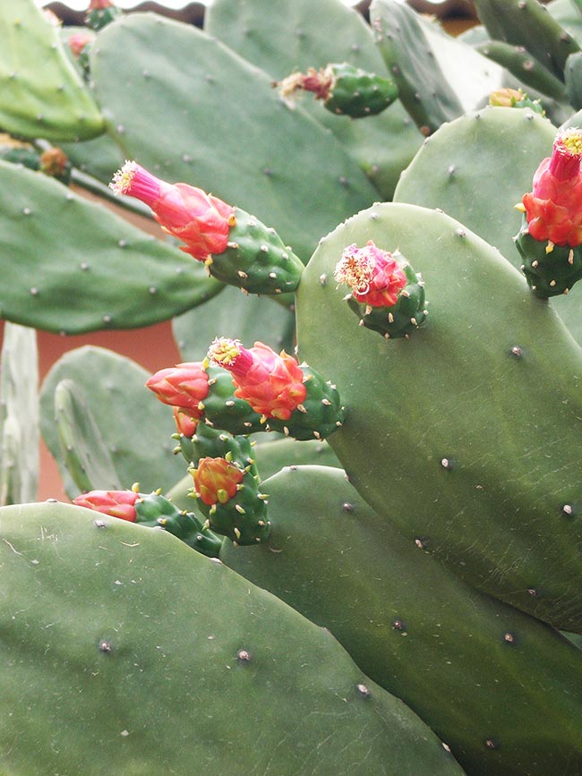 Opuntia cochenillifera flor