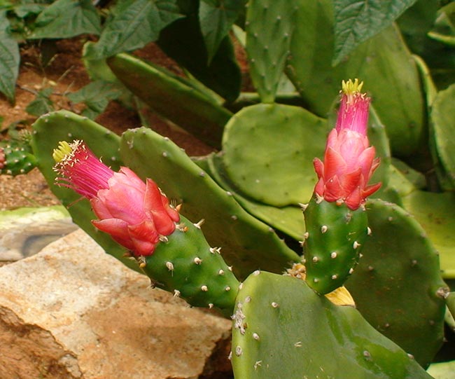 Opuntia cochenillifera folha