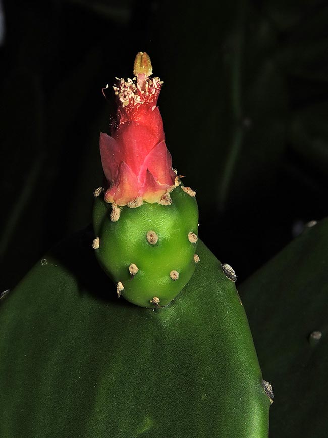 Opuntia cochenillifera folhas