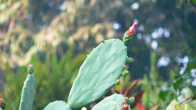 Opuntia cochenillifera jardim