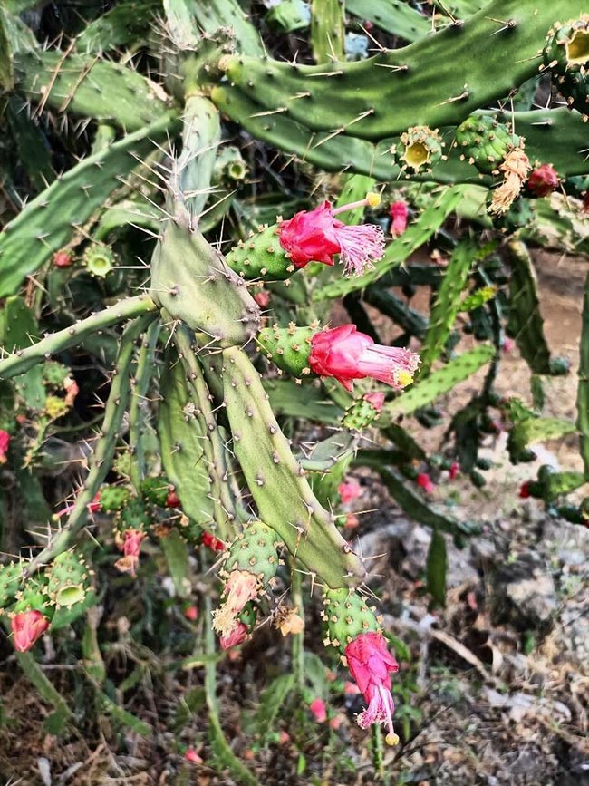 Opuntia cochenillifera jardins