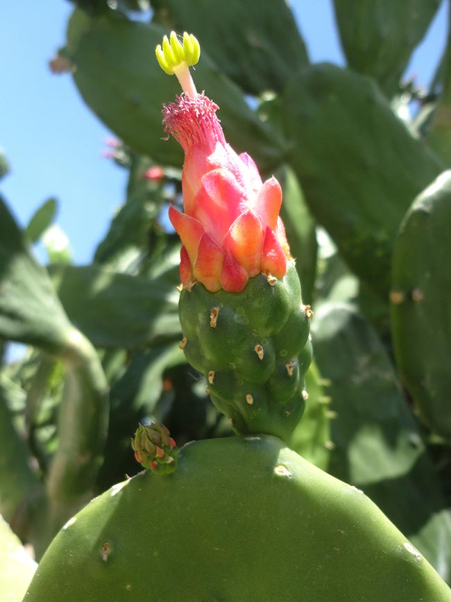 Opuntia cochenillifera petala