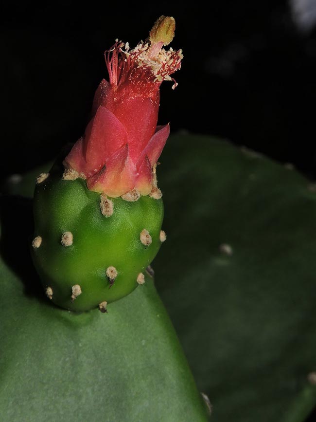 Opuntia cochenillifera petalas