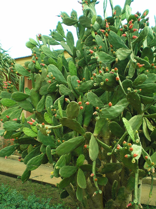 Opuntia cochenillifera