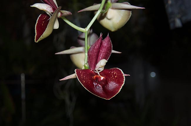 Orquidea Catasetum
