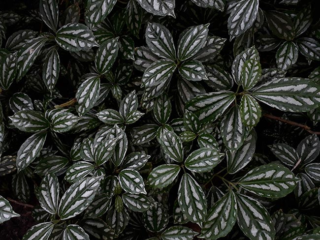 Pellionia repens como cuidar