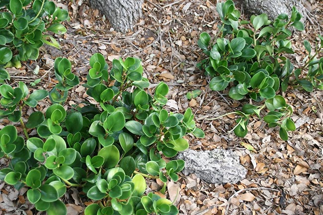 Peperomia obtusifolia decoracao Peperomia obtusifolia decoracao