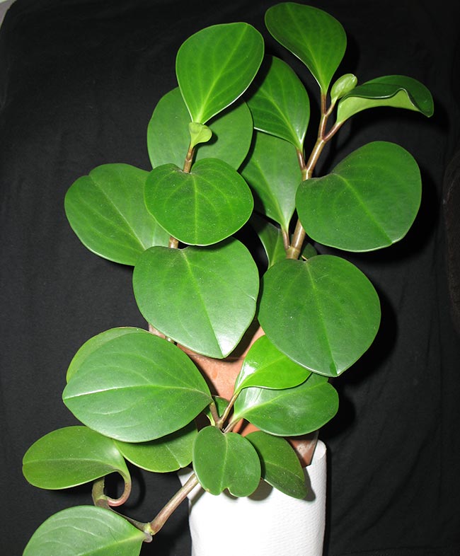 Peperomia obtusifolia folha Peperomia obtusifolia folha