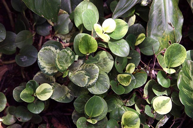 Peperomia obtusifolia folhas Peperomia obtusifolia folhas
