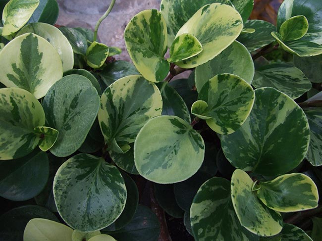 Peperomia obtusifolia foto Peperomia obtusifolia foto