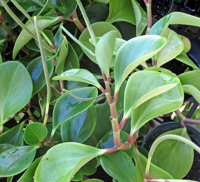 Peperomia obtusifolia jardim Peperomia obtusifolia jardim