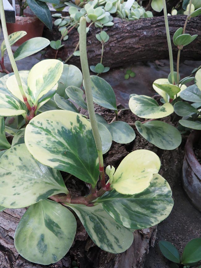 Peperomia obtusifolia planta Peperomia obtusifolia planta