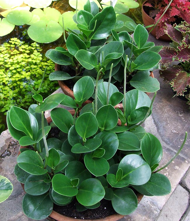 Peperomia obtusifolia Peperomia obtusifolia