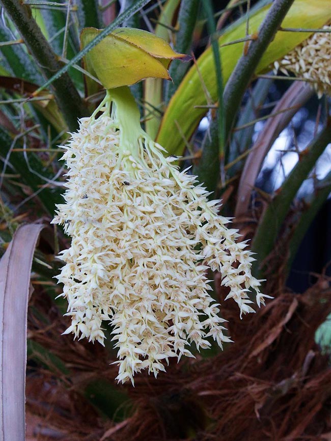 Phoenix roebelenii flor Phoenix roebelenii flor