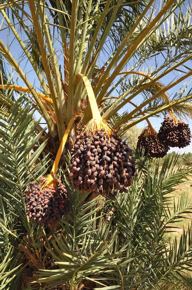 Phoenix roebelenii frutos Phoenix roebelenii frutos