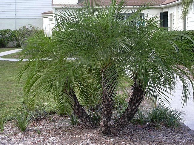 Phoenix roebelenii jardim Phoenix roebelenii jardim